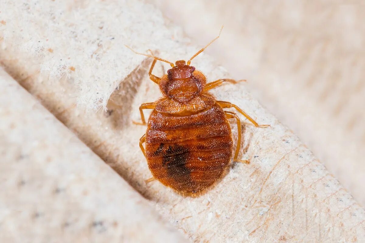 Как выглядят клопы фото. Cimex lectularius. Красный постельный клоп. Клоп Земляной. Клопы постельные (Cimicidae).