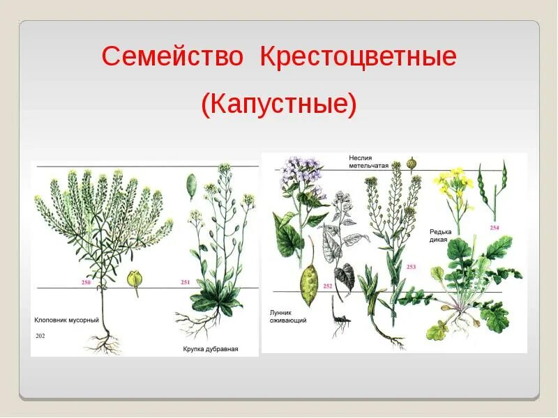 Семейство высших растений. Семейство крестоцветные капустные. Семейство крестоцветные представители. Семейство крестоцветных растений представители. Крестоцветные капуста белокочанная.