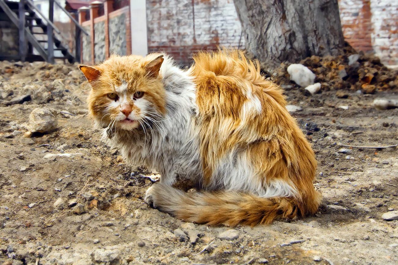 Рыжий бомж. Драный кот. Драный рыжий кот. Облезлый кот. Дворовые рыжие коты.