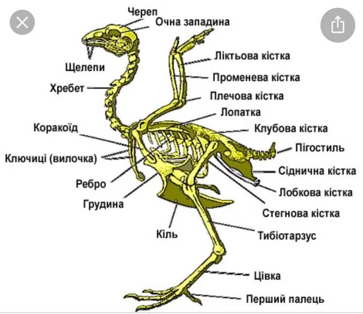Что такое вилочка у птиц. Внешнее строение и скелет птиц. Строение скелета птицы. Скелет голубя. Скелет птицы вилочка.