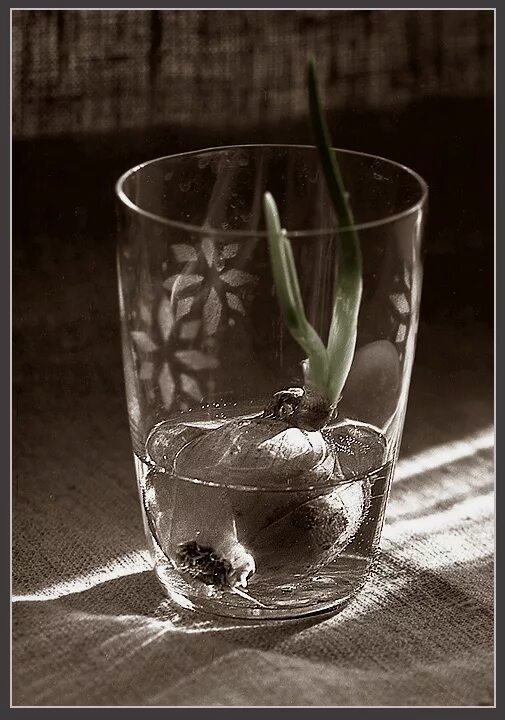 Лук в стакане с водой. Паук в стакане с водой. Паук в бокале. Фотоискусство стакан. Луковица в стакане с водой.