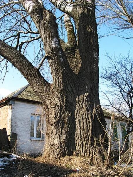 Старый осокорем. Populus alba тополь белый. старый тополь дерево. деревья украины. украинское дерево.