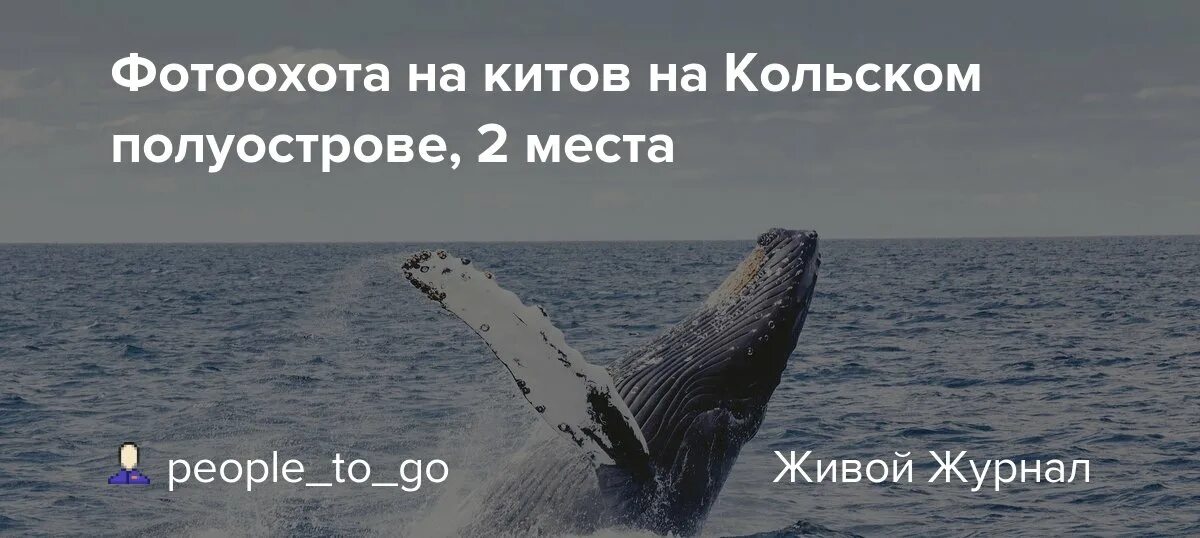 Киты Фотоохота. Кольский полуостров киты. Фотоохота на китов Мурманск. Фотоохота за китами впечатления и статьи. Тур в мурманск на китов