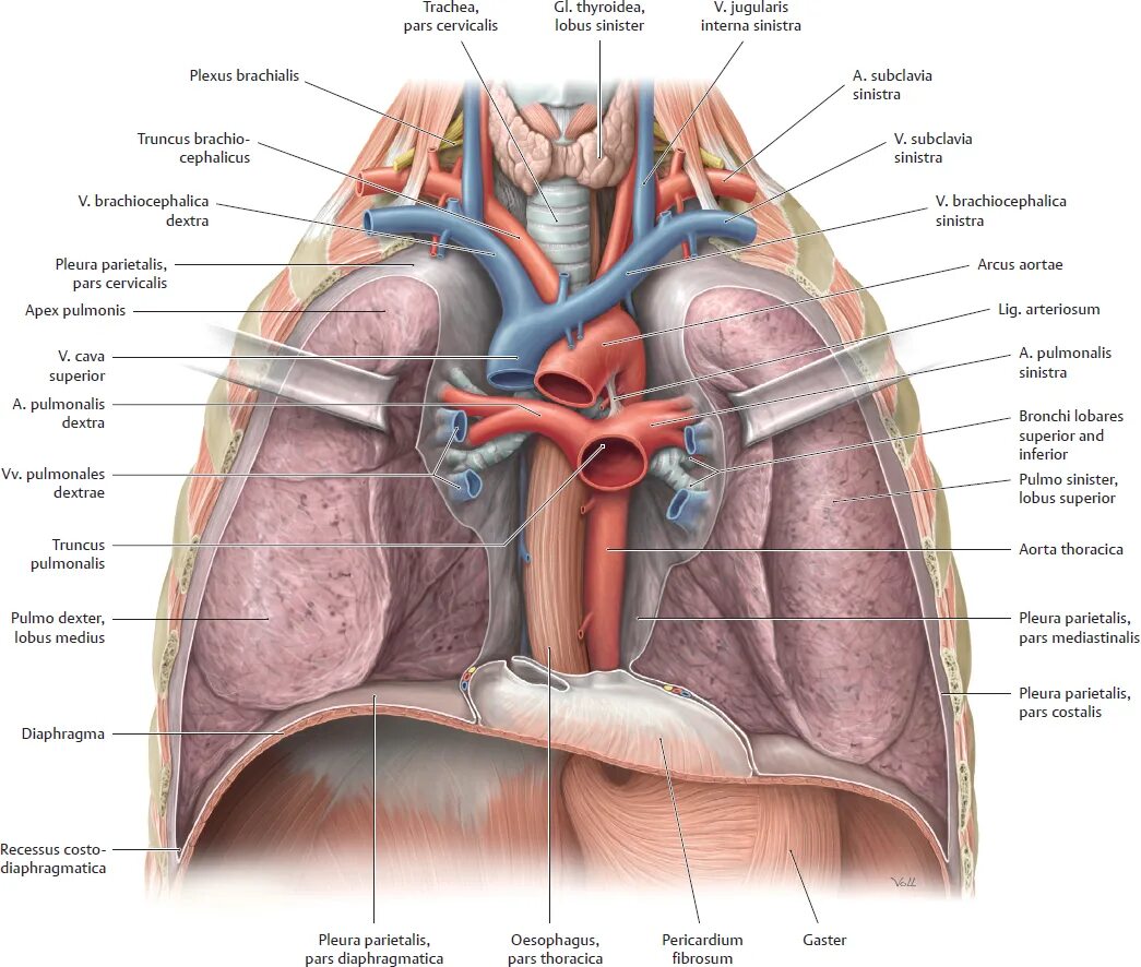 Дыхательная латынь. Топографическая анатомия легочного ствола. Легкие анатомия строение топография. Топография легких синтопия. Анатомия средостения Синельников.