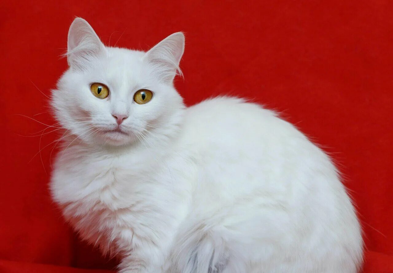 Как называется белая порода кошек. Турецкая ангора кошка. Турецкая ангора белая. Ангорская кошка турецкая ангора. Турецкая ангора биколор.