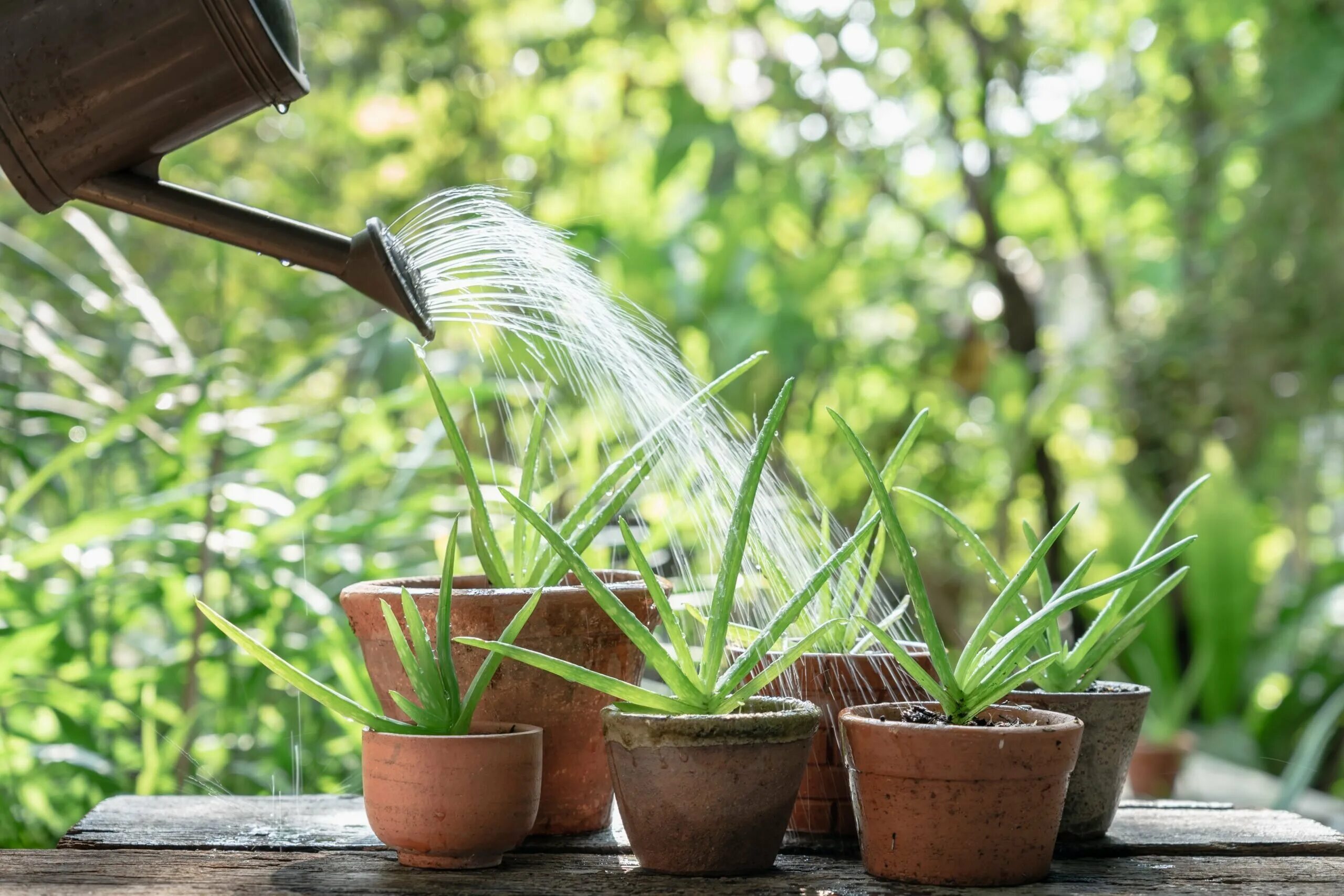 Полив соком алоэ. Aloe Vera Pot. Поливка алоэ. Полив для алоэ комнатного растения.