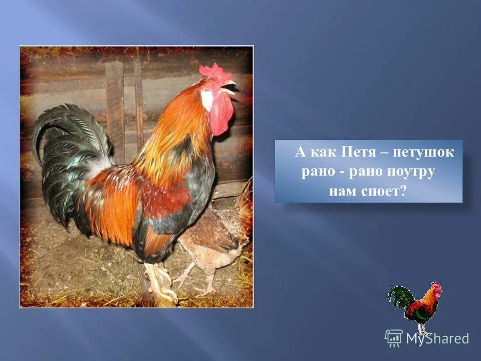 кочет петух. вставать с петухами. кочет петух. рано рано петухи. вставать с петухами.