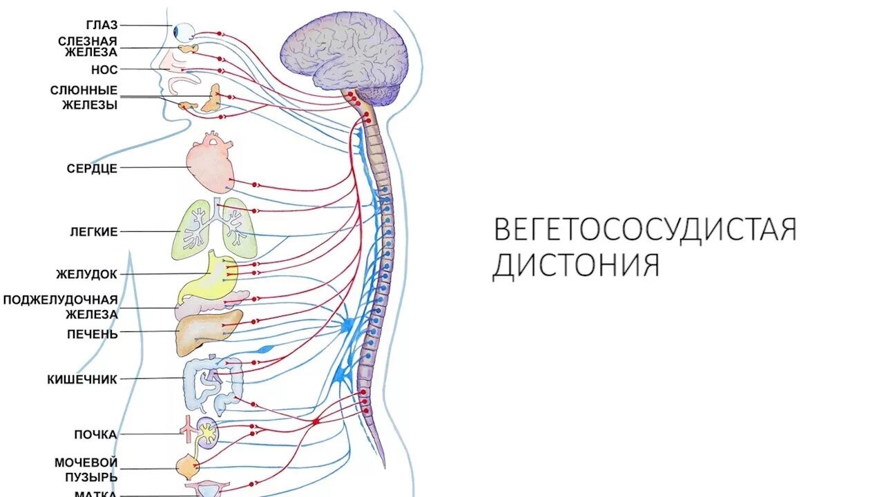 Всд 1. Вегетативная система человека схема. Вегетативная нервная система головного мозга. Вегетативный отдел нервной системы человека функции. Вегетативная НС анатомия.