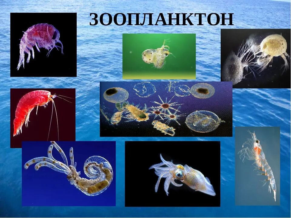 Планктон Нектон бентос Нейстон. Планктон зоопланктон бентос. Зоопланктоны ракообразные. Планктон фитопланктон и зоопланктон. В состав планктона входят