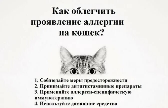 Как избавиться от аллергии на кошек навсегда. Аллергия на кошек симптомы. аллергия на котиков симптомы. аллергия у котов симптомы.