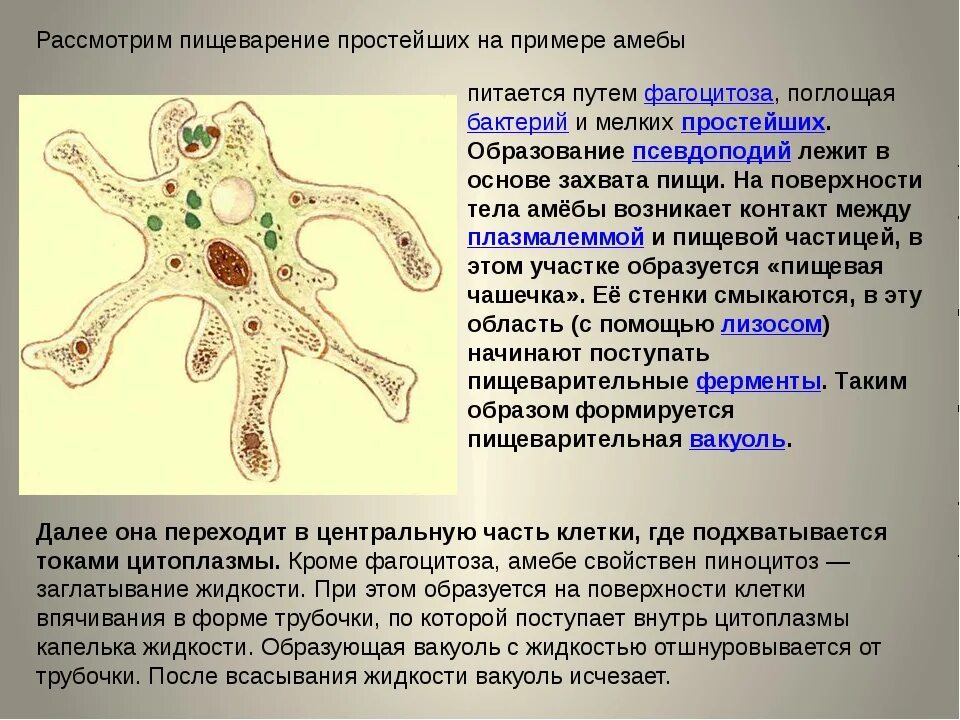 Строение амебы 5 класс. Простейшие амеба. Пищеварение амебы. Одноклеточные животные амеба. Может осуществлять фагоцитоз способен к амебоидному движению