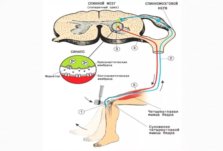 Последовательность элементов коленного рефлекса. Схема дуги коленного рефлекса физиология. Схема рефлекторной дуги коленного рефлекса. Схема коленного рефлекса схема. Рефлекторная дуга коленного рефлекса рисунок с подписями.