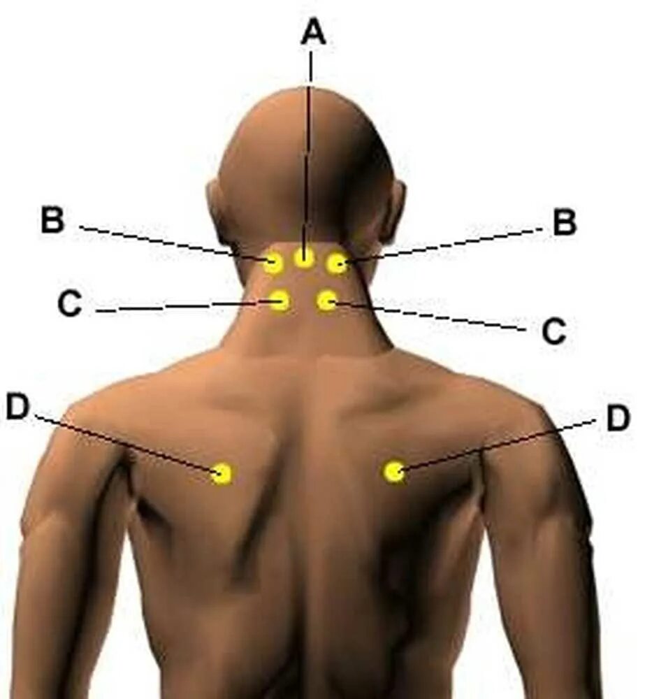 Затылок шею плечи. Болевые точки на шее. Точка печени на спине. Точки на шее для массажа.