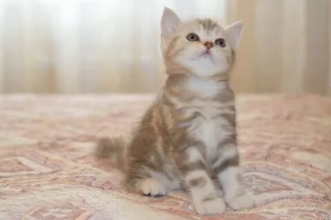 Кошки тольятти