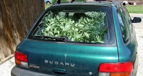 Auto plant