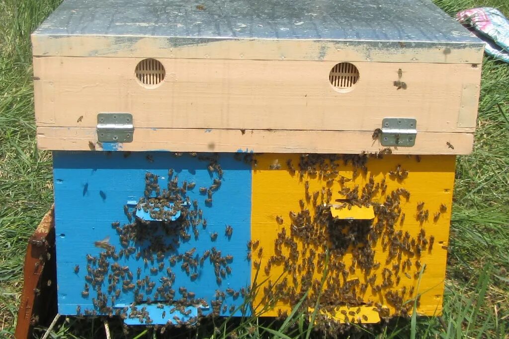 Купить пчел в челябинской области. Пчелы в улье. Ульи для пчел. Пчелиный ящик. Ящик для пчел.