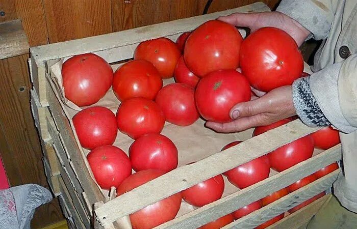 Хранение помидоров в домашних условиях. Помидоры в ящике. Погреб с помидорами. Хранение томатов. Хранение помидоров в домашних.