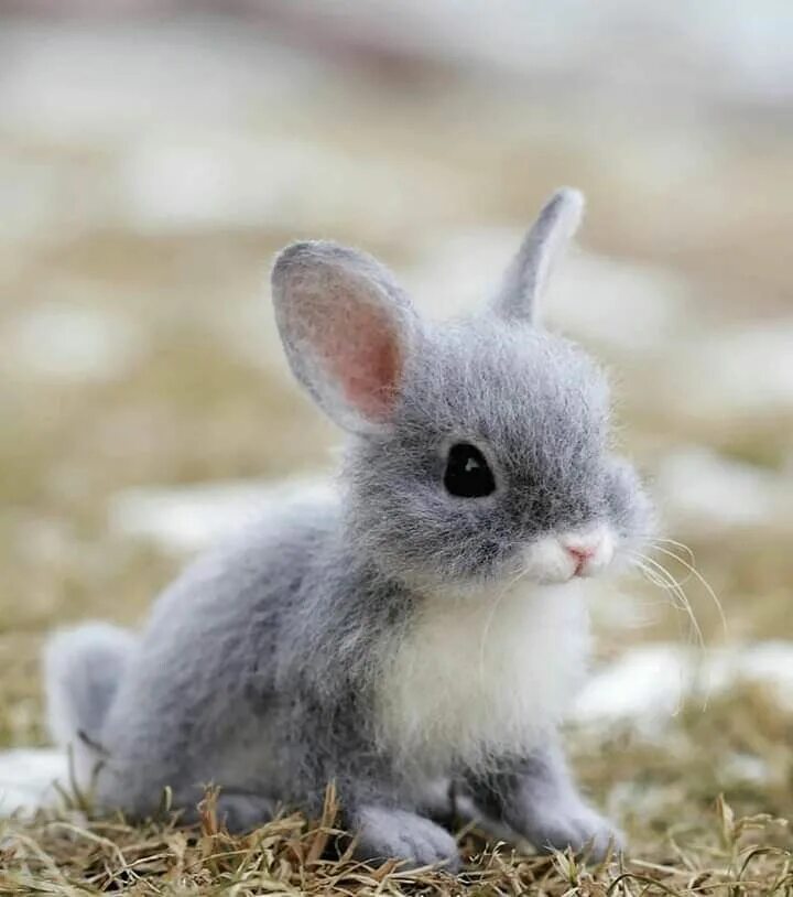 Как выглядит белый зайчик Cute Baby Bunny Pictures Adorable Pet Bunnies