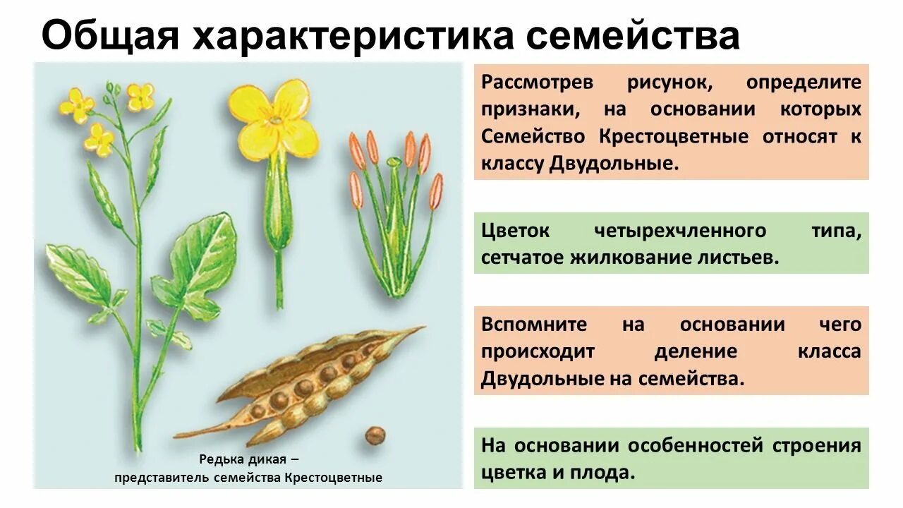Семейство крестоцветных растений таблица. Формула цветка крестоцветных растений. Признаки семейства капустные. Двудольные растения крестоцветные. Признаки капустные цветок.