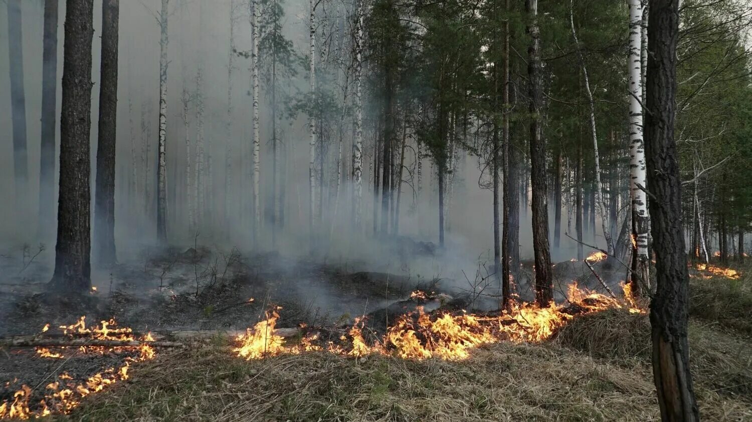 Пожар в Берёзовском Свердловской области. Пожары под Тагилом. Очаги самовозгорания в лесу. Фото пожара в Березовском.