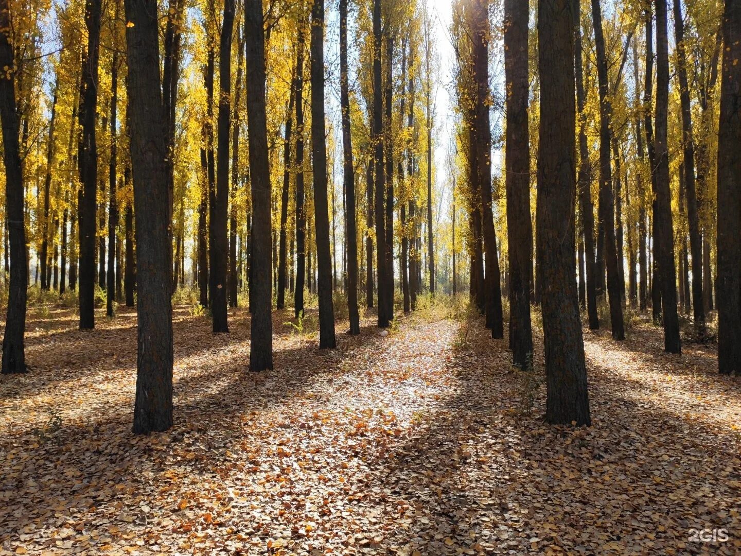 Парк гуськова оренбург. Тополиный лес в астрахани. Тополиная роща джефферсон. Тополиная роща астрахань. Берёзовая роща астрахань.