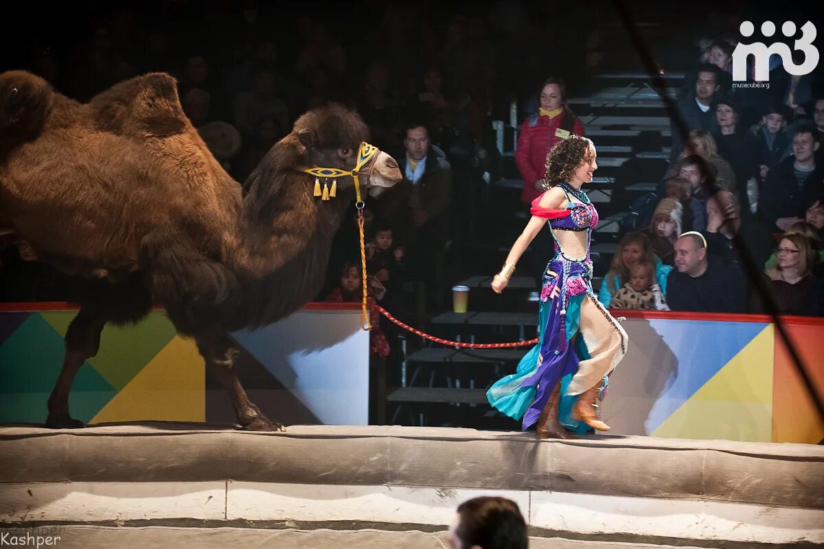 Цирк никулина львы. Цирковые артисты. Цирк какой цирк помни. Выступление в цирке. В цирке представление.