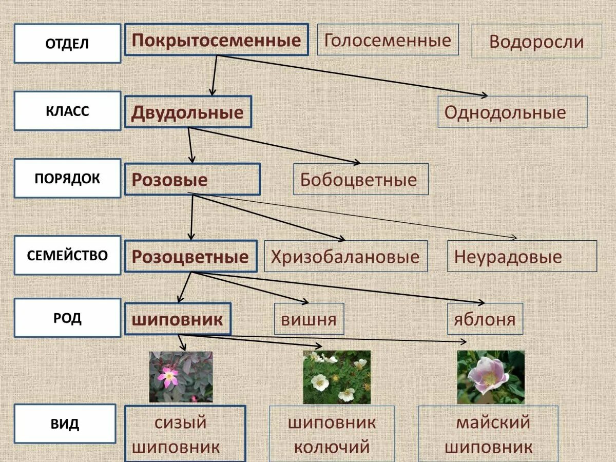 Дукорастущие кутарник. Соцветия цветковых растений. Систематика растений царство отделы. Цветы тысячелистник мышиный горошек мятлик. Соцветия 6 класс биология.