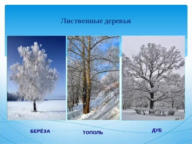 Зима в мире растений 2 класс перспектива. Зима в мире растений 2 класс. Зима в мире растений окружающий мир 2. Зима в мире растений 2 класс окружающий.