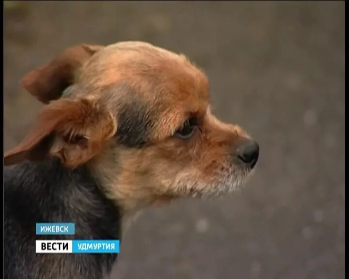 Таблетки от туберкулёза для собак. Таблетки для отравы собак. Как называется травля без собаки. Травля шуского собаками. Как называется травля без собаки.