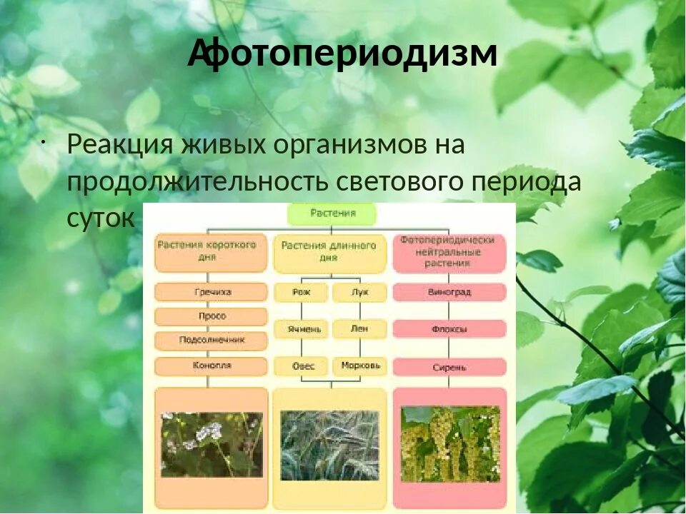 Пример изменения в биологии. Фотопериодизм у растений и животных. Суточный фотопериодизм у растений. Явление фотопериодизма у растений и животных. Сезонный фотопериодизм.