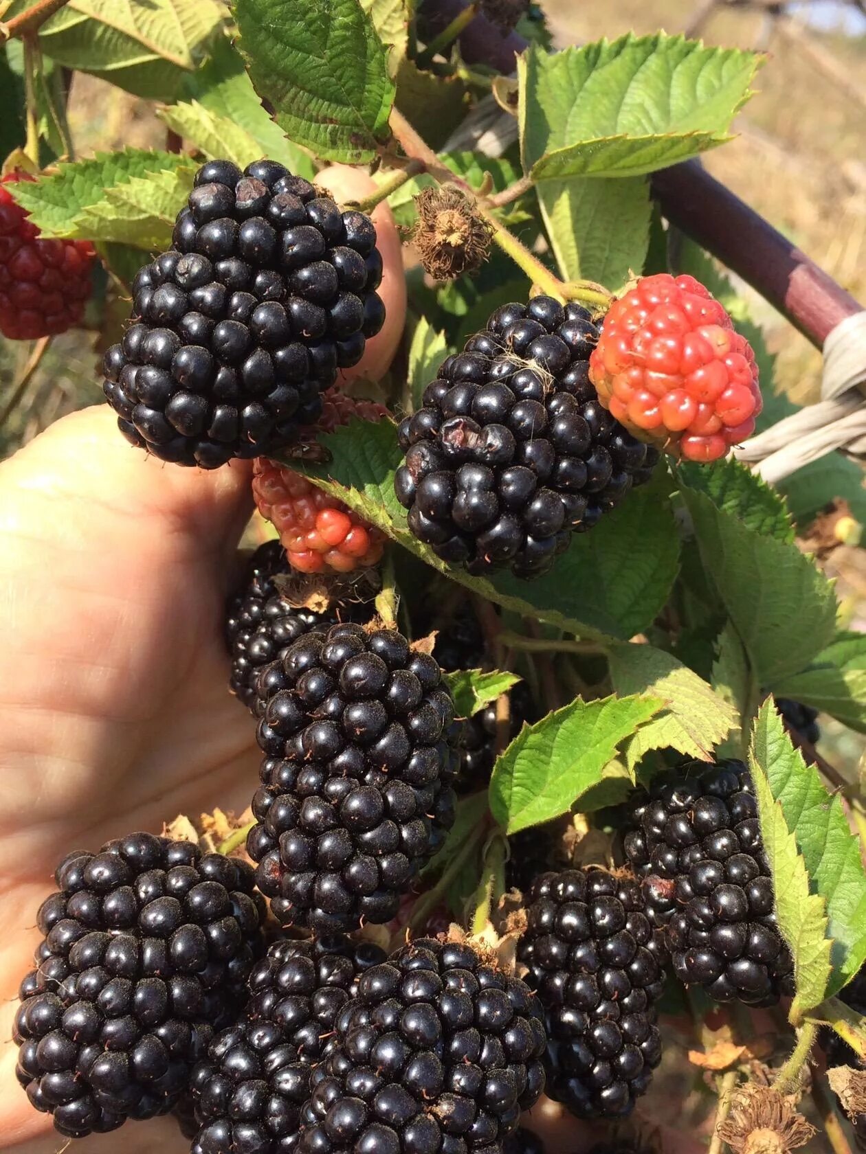 Саженцы роз окс. Яблоки диамант. Ежевика сорт торнфри. Сорта окс. Сорта роз в магазинах.