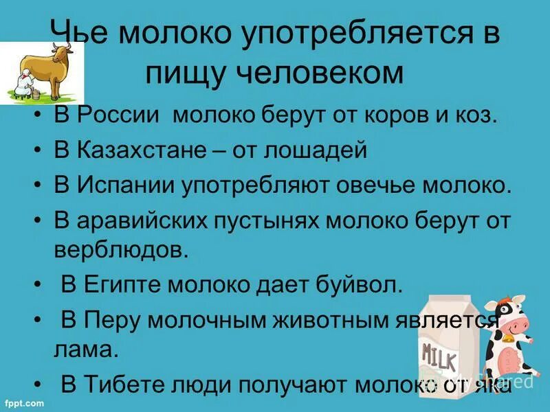 Почему герою необходимо было пить молоко. Молоко каких животных человек употребляет. Чьё молоко употребляют в пищу человек. В пищу употребляют молоко каких животных. Молоко каких животных мы употребляем в пищу.