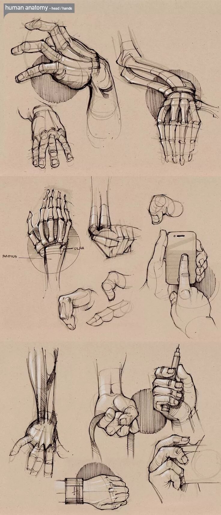Строение руки рисунок. Руки референс анатомия кисти. Анатомия рук кисти рук референс. Кисть человека анатомия референс. Анатомия для художников руки референс.