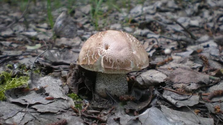Какие грибы в мае