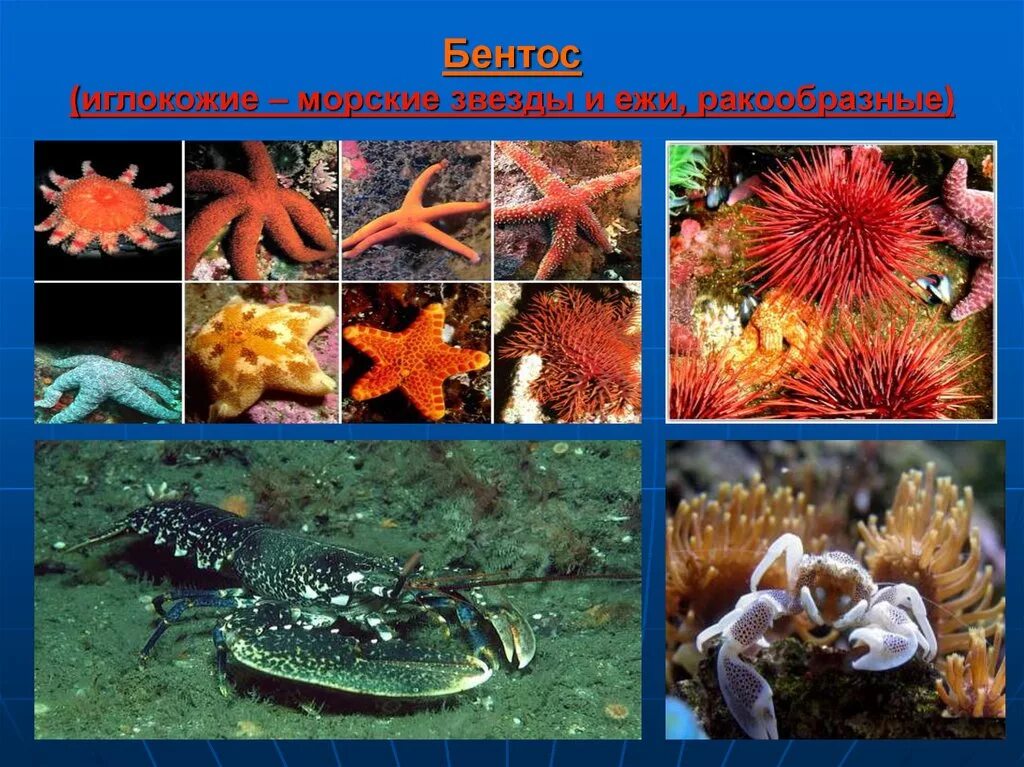 Бентос планктон Нектон Литораль. Бентос группа организмов. Представители бентоса. Бентос морской еж. Примеры водных групп