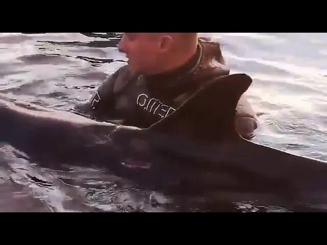 Песню умирающий дельфин. Центр спасения дельфинов Сочи. Дельфины подплывают к пляжу. Дивноморское дельфины подплывают.