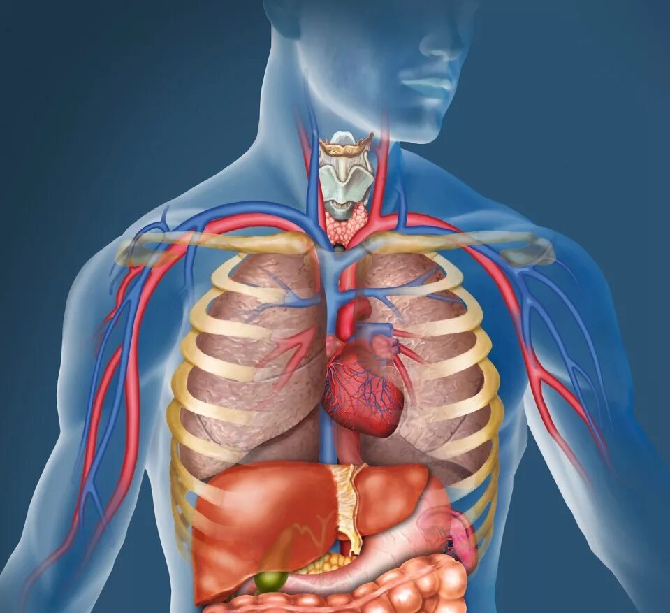Анатомия груднойтклетки с органами. Расположение внутренних органов человека в грудной клетке. Анатомия органов грудной клетки. 1 расположение легких