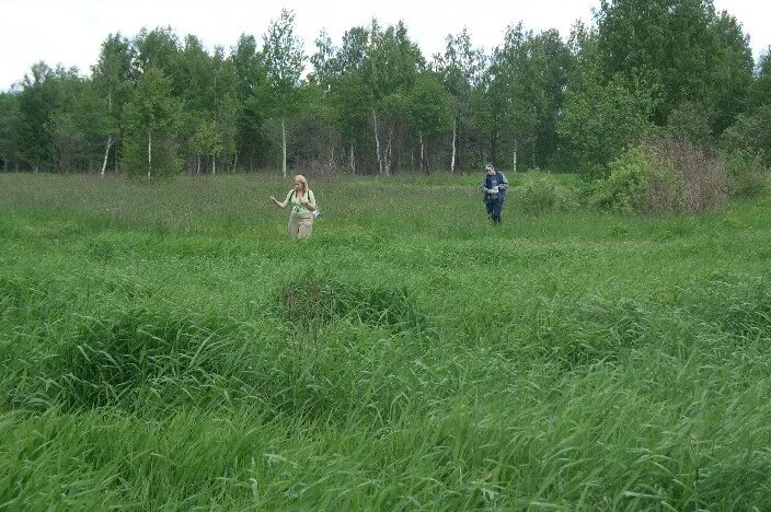 Подосинки Подмосковье. Деревня Подосинки Дмитровский район. Подосинки (посёлок, Дмитровский городской округ). Деревня большие Подосинки Калужская область. Погода в подосинках