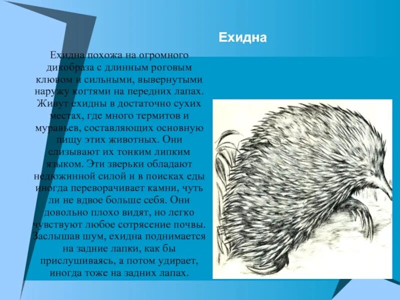 На каком материке живут ехидны. Ехидна. Где живут ехидны. Где живет ехидна. Ехидна где обитает.