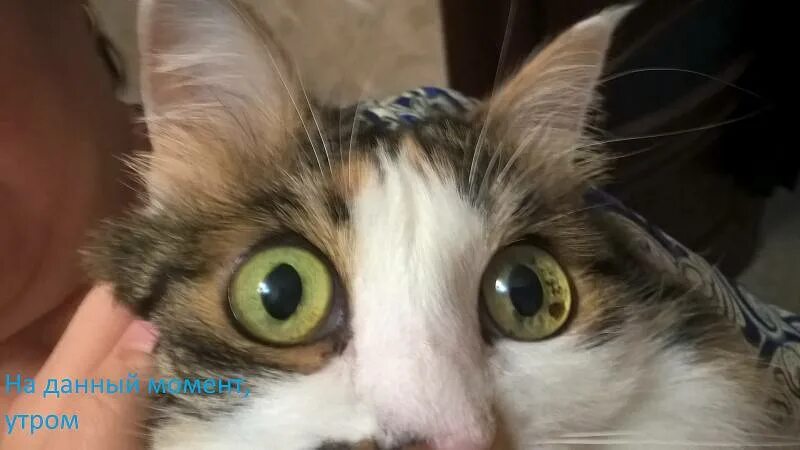 Почему у кошек другие зрачки. Анизокория у кота. разные зрачки у кошки. зрачок кошки. зрачки разного размера у кошки.