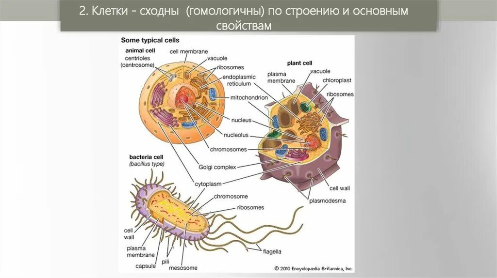 Гомологичность клеток. Гомологичнрсиь клетки. Гомологичные клетки. Клетки гомологичны по строению и основным свойствам. Живые организмы имеют клеточное строение