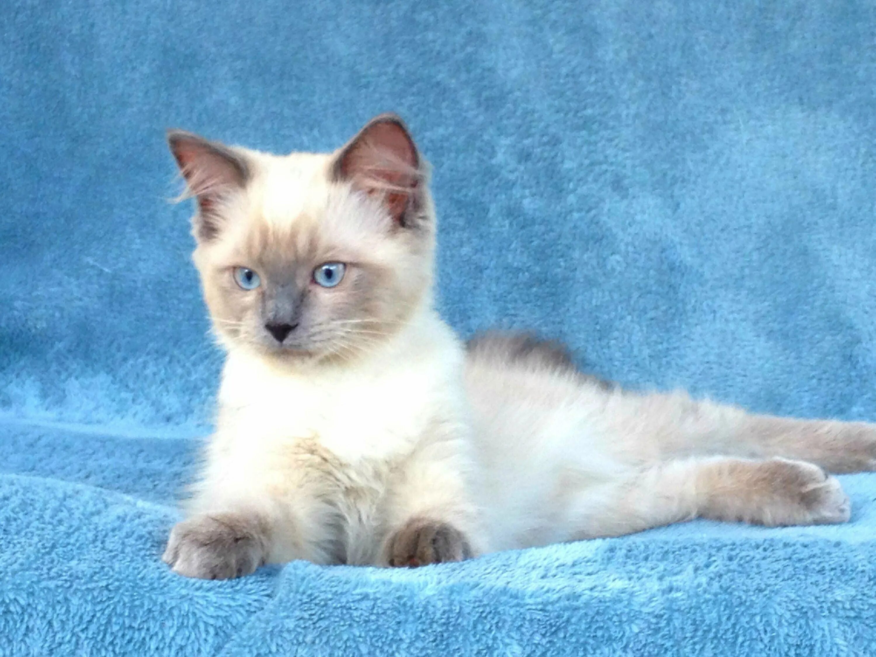 Котята блю поинт. Британская кошка блю пойнт. Шотландская кошка блю пойнт прямоухая. Рэгдолл колор пойнт блю. Котята блю поинт.