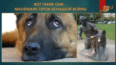 Пес герои как зовут