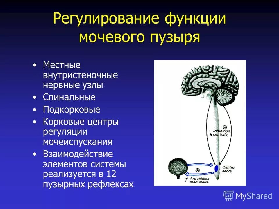 Мочевой пузырь строение и функции. Функции мочевого пузыря. Центр регуляции мочеиспускания. Функция мочевого пузыря в организме человека.