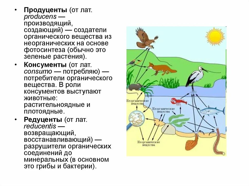 Роль продуцентов в природном сообществе