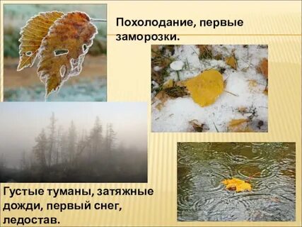 Заморозки текст
