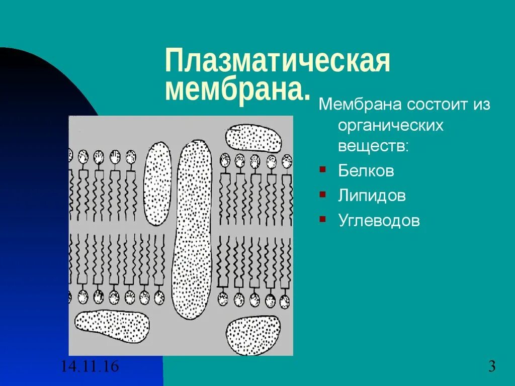 Впячивание плазматической мембраны. Схема строения плазматической мембраны. Плазматическая мембрана состоит из. Плазматическая мембрана растительной клетки.