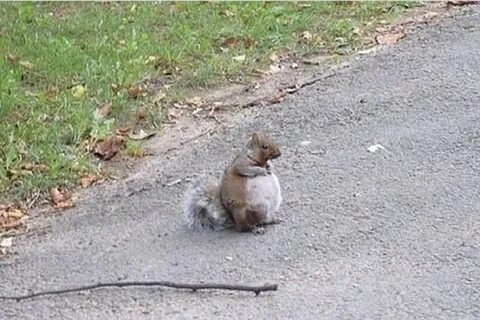 Отторжения белка
