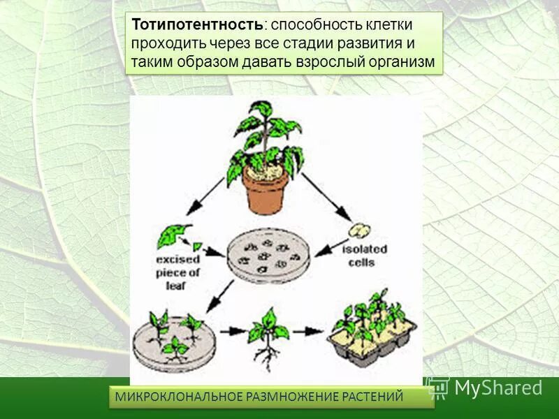 Почему растения клонируются легче животных