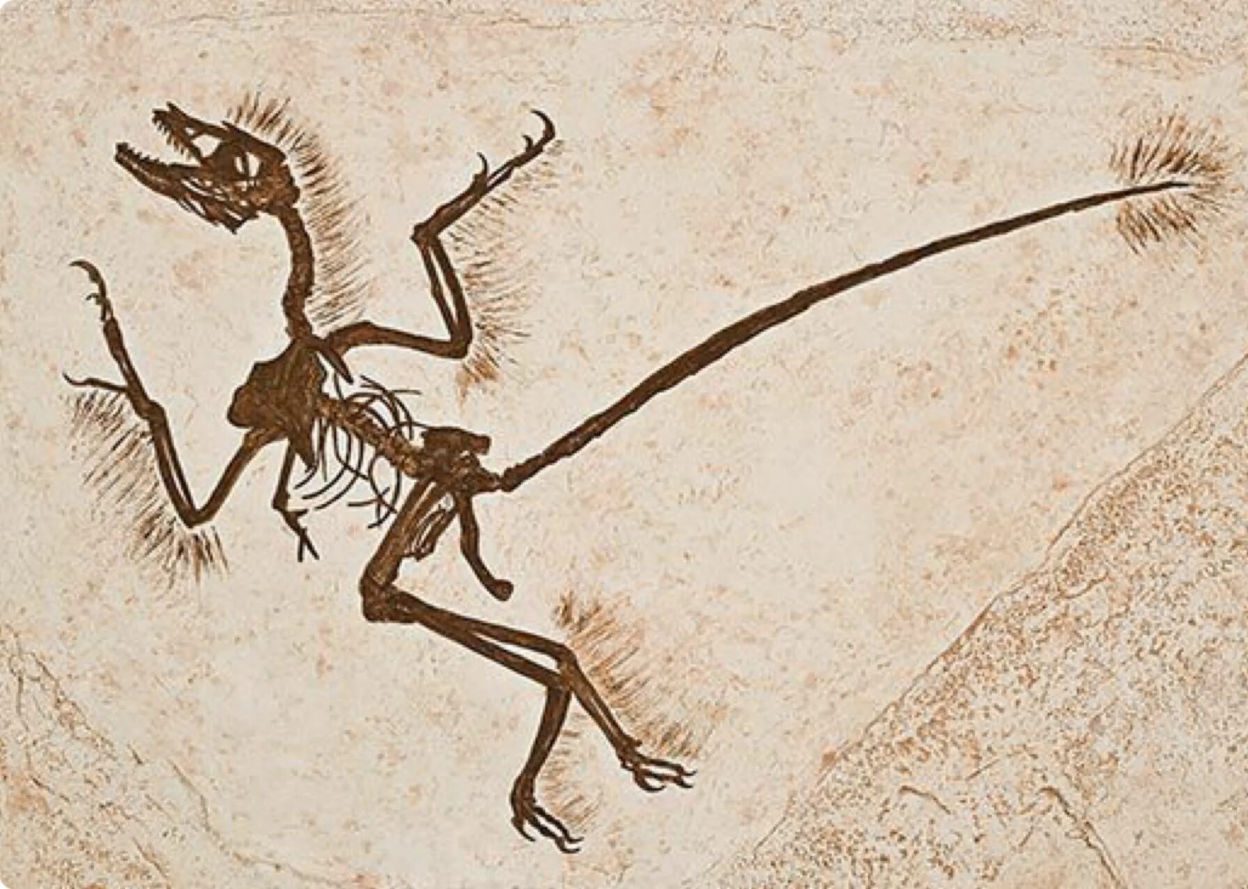 Микрораптор окаменелость. Археоптерикс скелет. Микрораптор скелет. Microraptor Fossil. Скелет археоптерикса